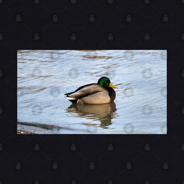 Male Mallard Duck Swimming Along a Beach by BackyardBirder